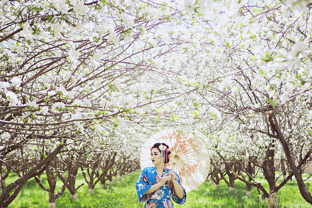 Geisha Utah Cherry Blossoms Provo Photography